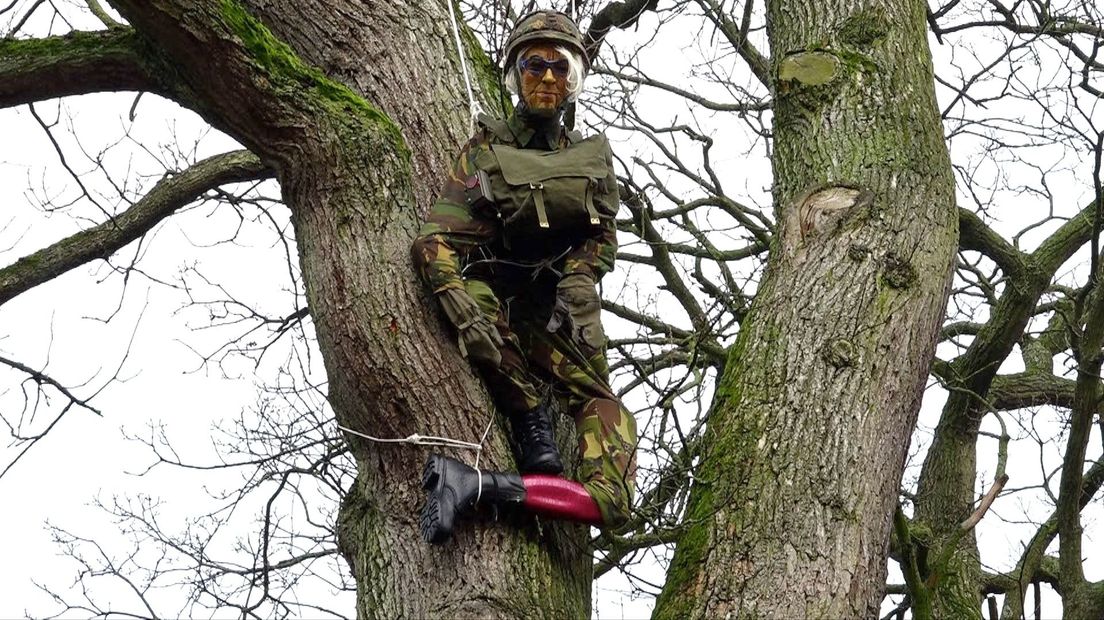 De 'parachutist' in de boom in Borger. (Rechten: RTV Drenthe / Steven Stegen)