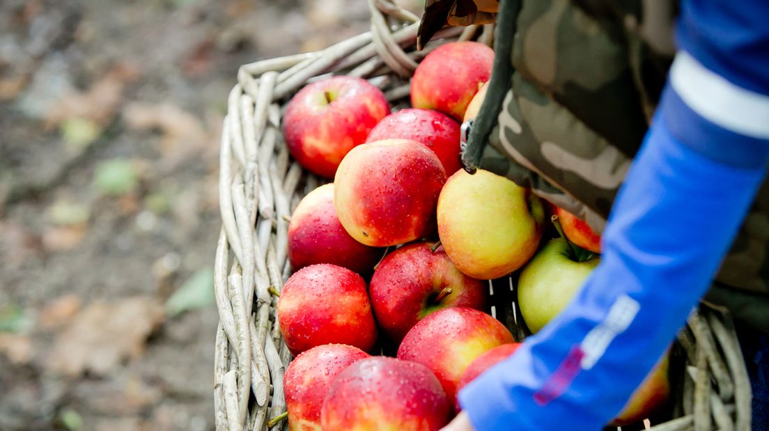 Appels plukken en spelen bij de Olmenhorst