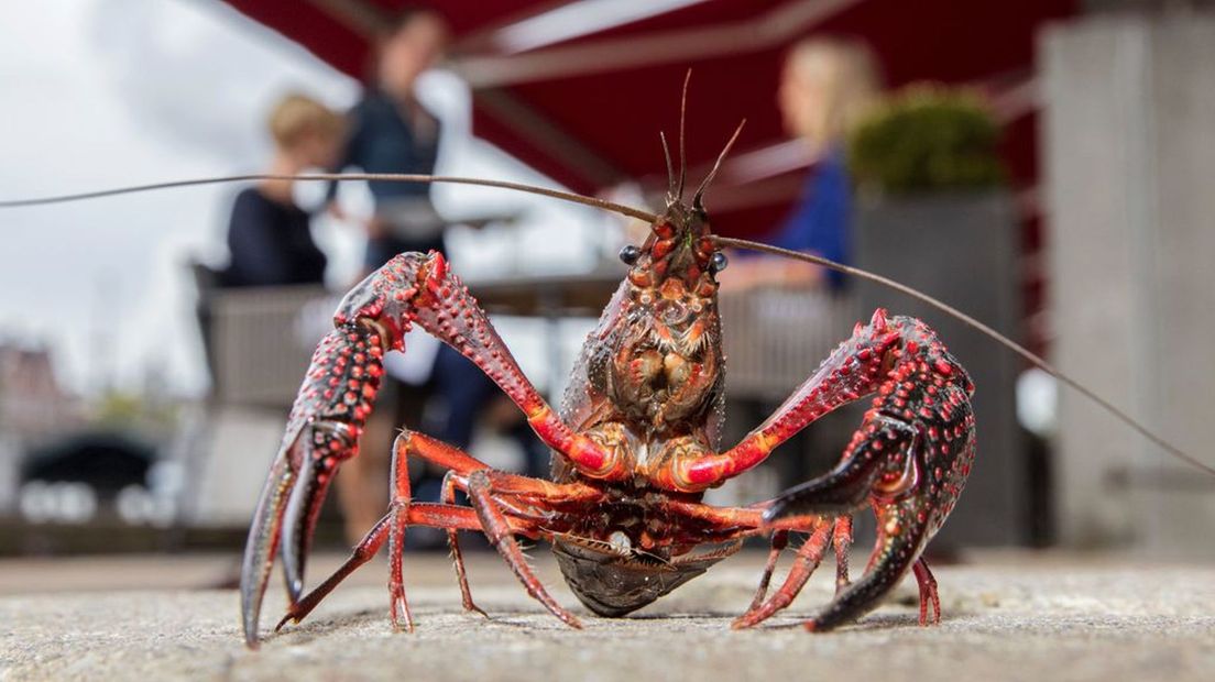 Rivierkreeft van vijver naar bord? Lekker, maar mag niet zomaar.