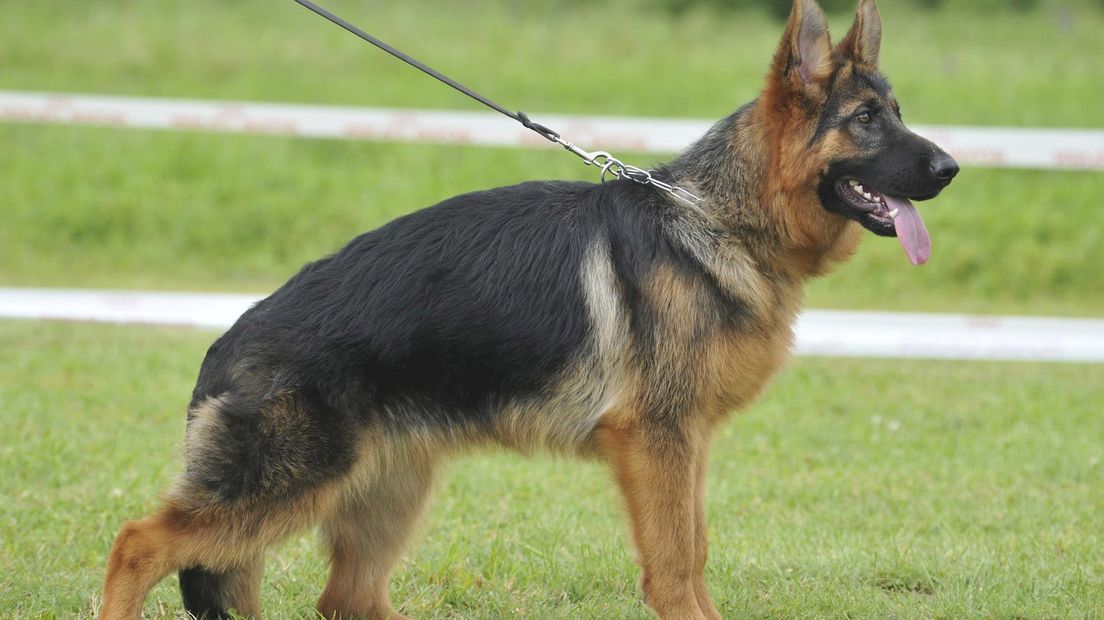 Enexis gaat werken met speurhonden