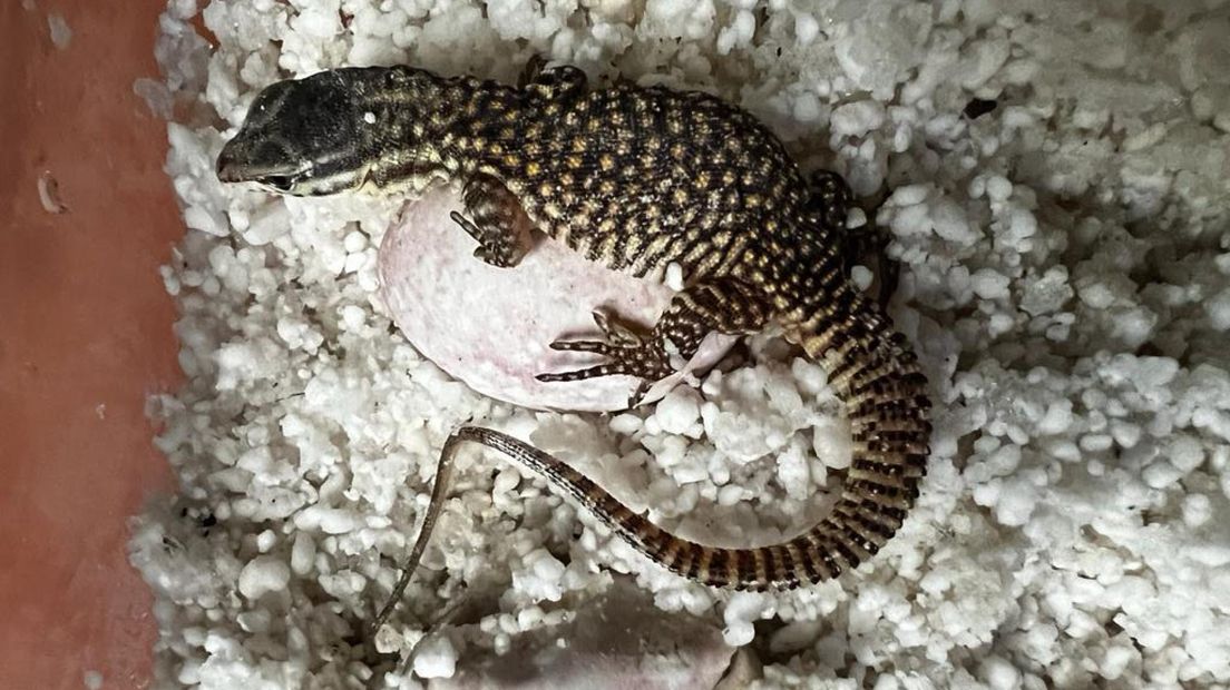 Baby varanus