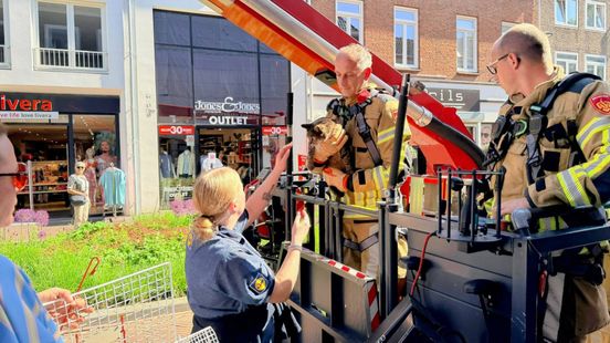 Na kat-en-muisspel redt de brandweer deze pluizige viervoeter van het dak