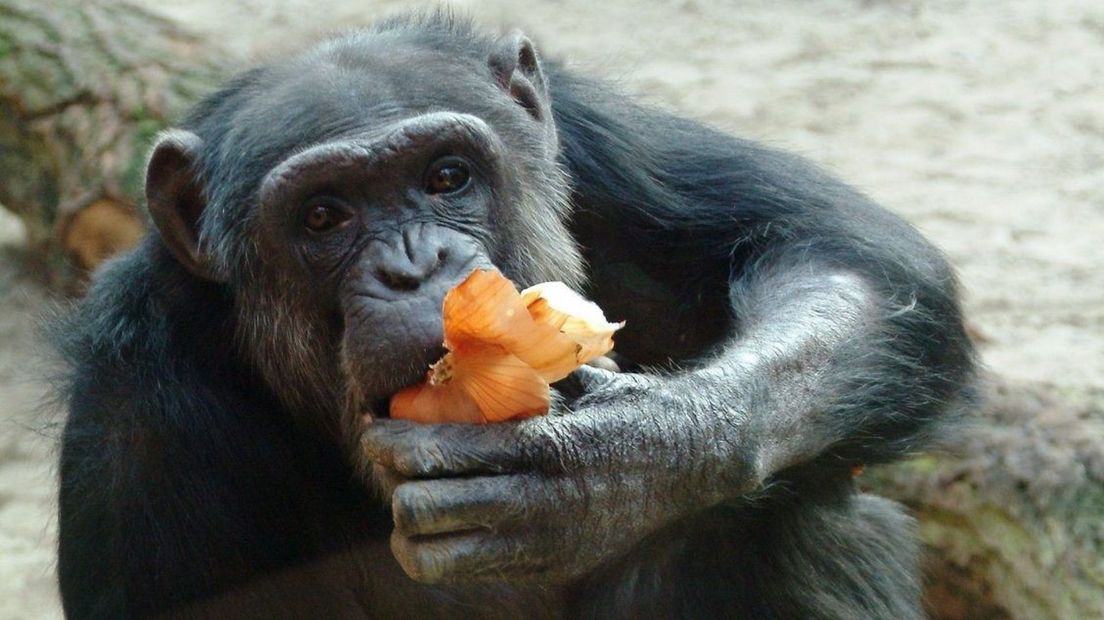 Chimpansee Sjors