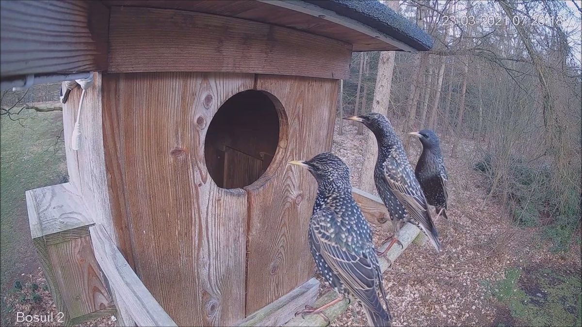 Even buurten bij de broedende bosuil