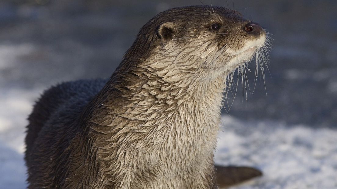 Otters zijn normaal gesproken schuwe dieren (Rechten: Free Nature Images / Mark Zekhuis)