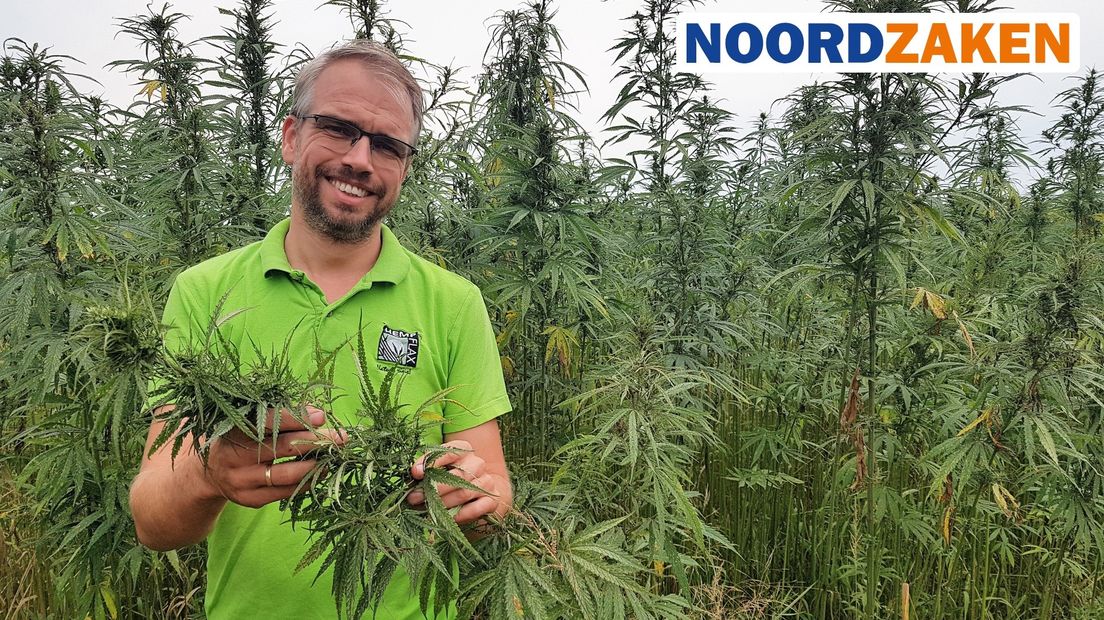 Mark Reinders in een hennepveld