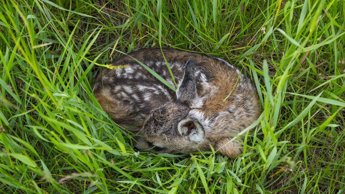 Laat reekalfjes liggen: 'Ga zelf geen dierendokter spelen'