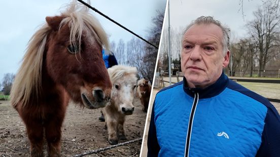 Rob en zijn 43 pony's moeten verhuizen na conflict met de gemeente en de buurman