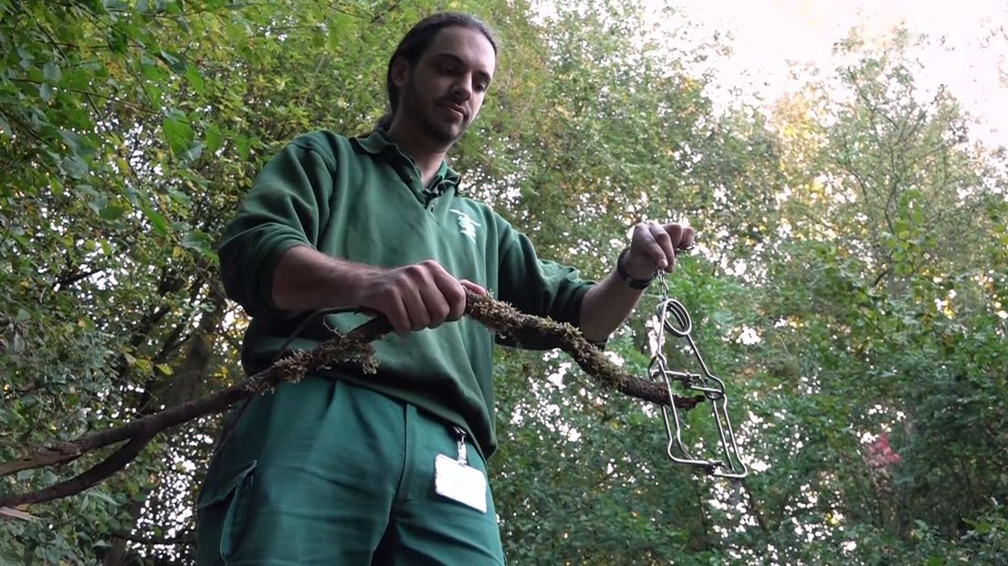 Onrust in Oosterbeek door de bizarre dood van een kat. Het dier had bij de vondst een klem om de nek die bedoeld is voor de vangst van muskusratten. De kat, een main coon, werd tien meter gevonden van het woonhuis van de eigenaren. Die zijn te geëmotioneerd om hun verhaal te doen. 'De kat was als een kind voor deze mensen.'