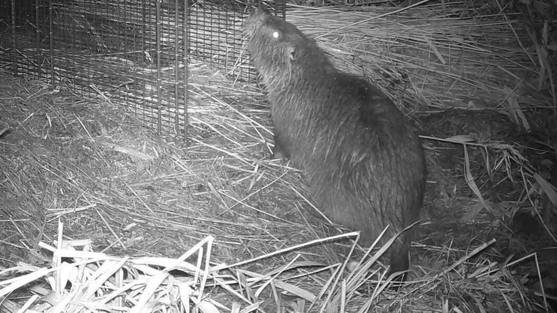 De beverrat op een wildcamera