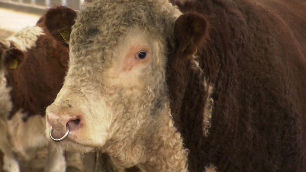 Stier heeft nieuw leven gevonden in Collendoorn