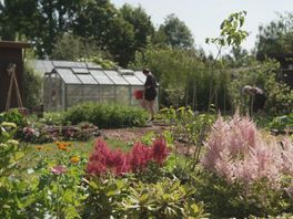In dit volkstuinhuisje kun je gratis bijkomen van het hectische stadsleven