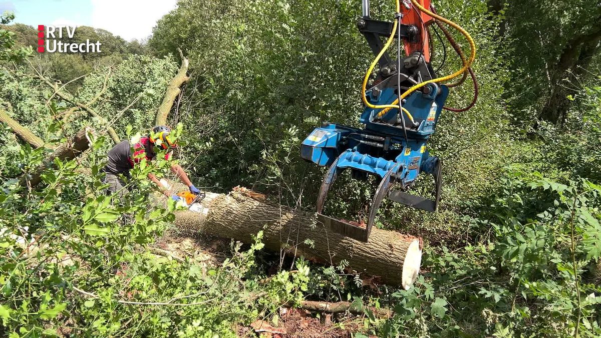 Storm van zaterdag was een valwind, bos nog afgesloten
