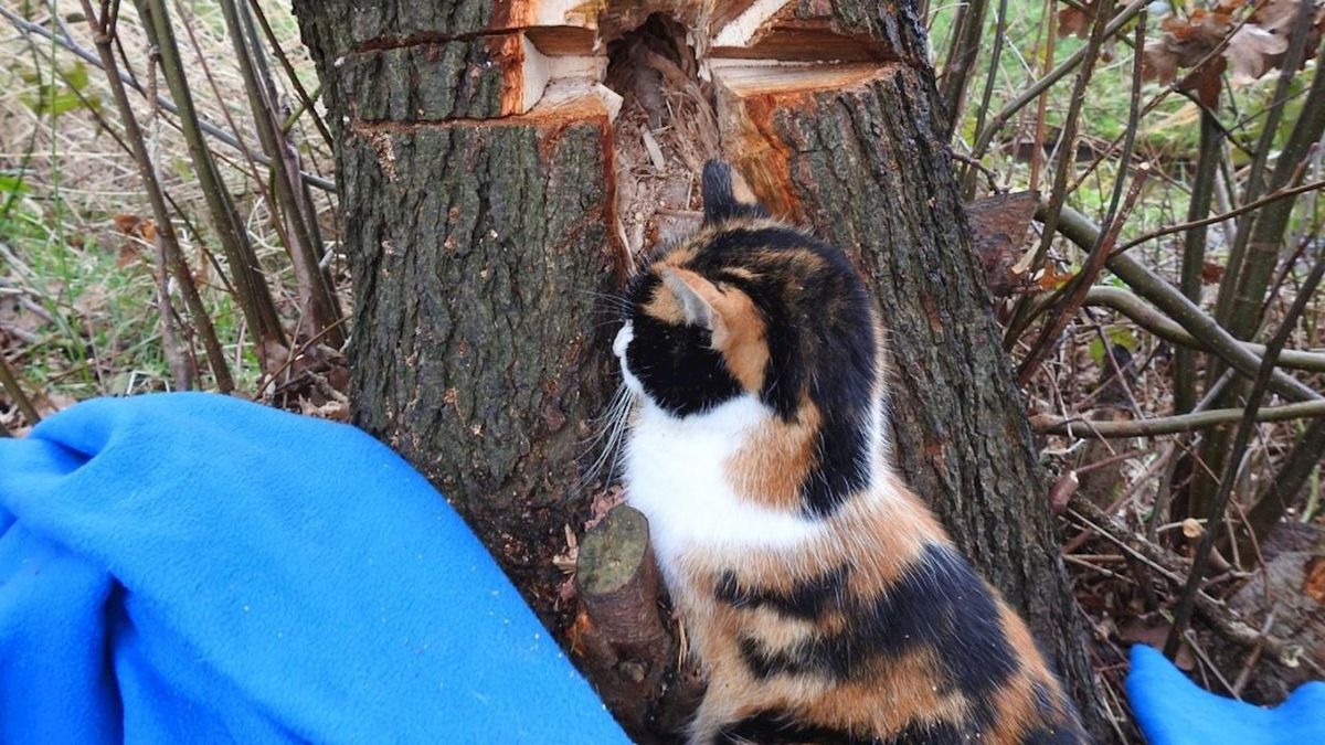 Kat zit al dagen vast in boom, brandweer van Gramsbergen pakt de zaag