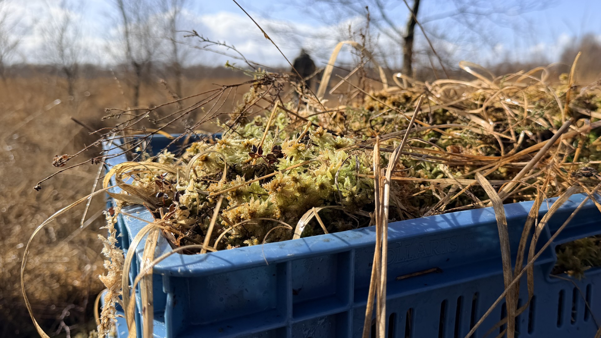 Operatie transplantatie veenmos: 'Het moet het hoogveen in Bargerveen terugbrengen'