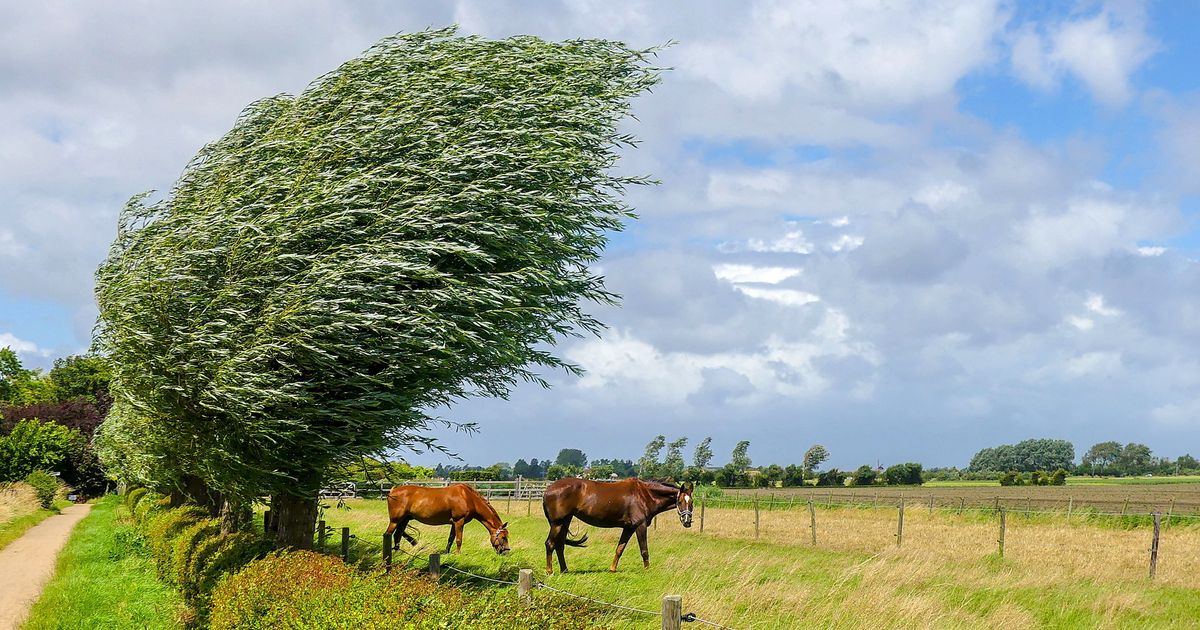 KNMI: risk of breaking tree branches, flying roof tiles and traffic disruption due to wind and thunder