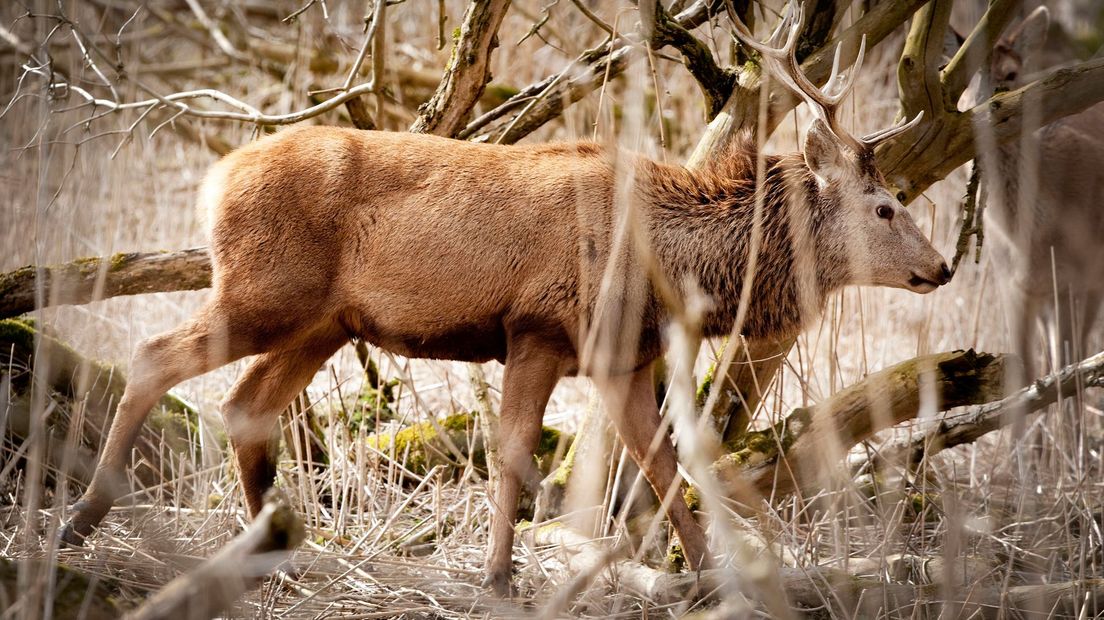 Een hert in Drenthe veroorzaakt waarschijnlijk gemiddeld één keer in de dertig jaar een aanrijding