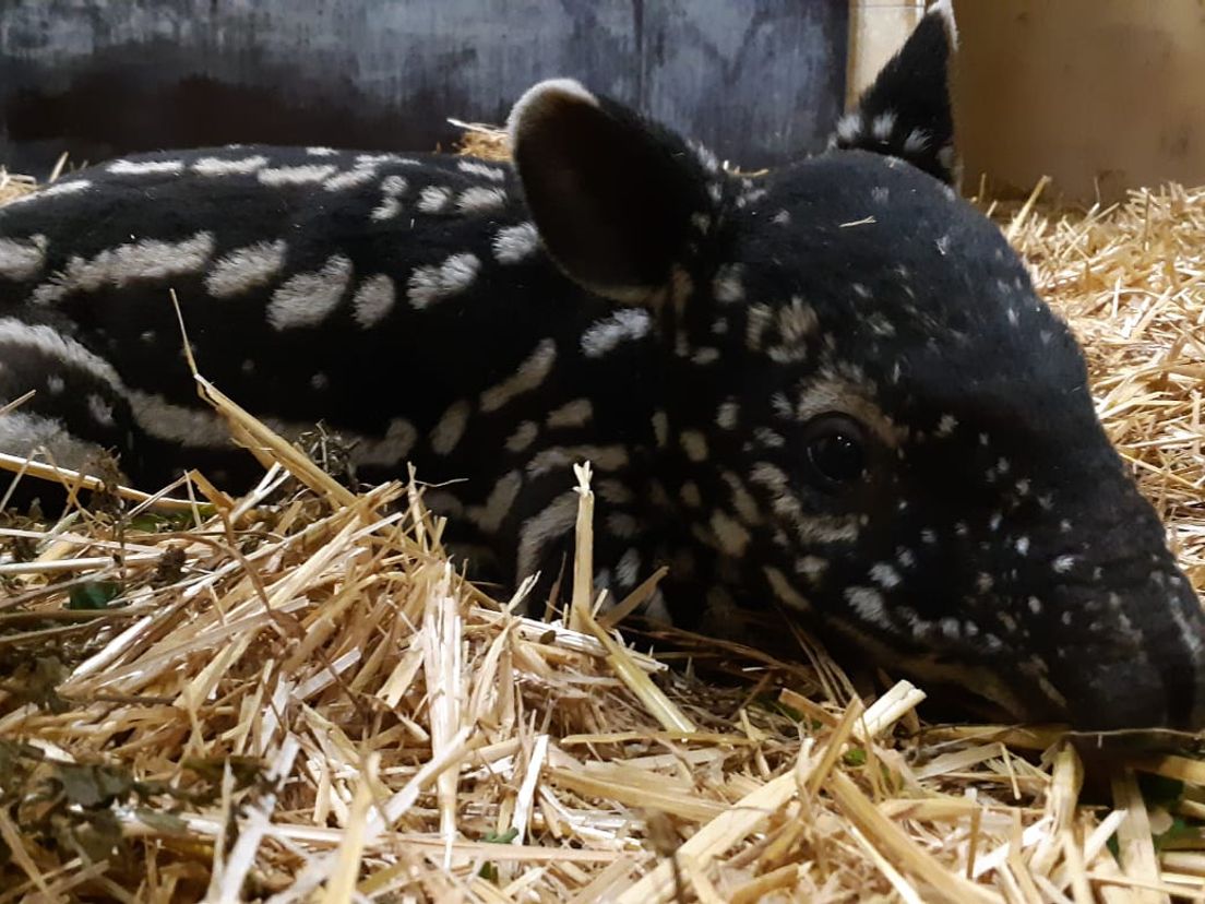 De tapir heeft nog geen naam
