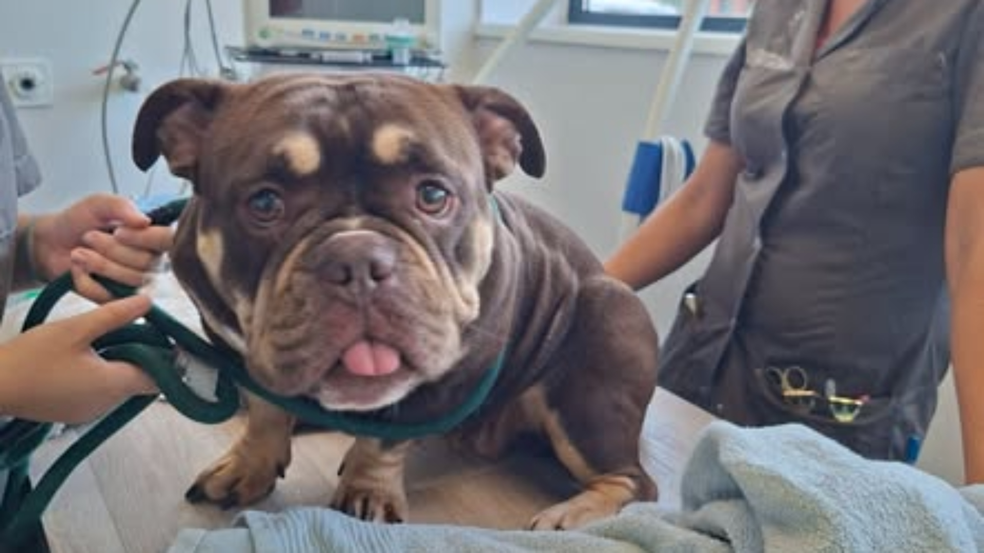 De oververhitte hond werd behandeld in kliniek 't Liesvelt
