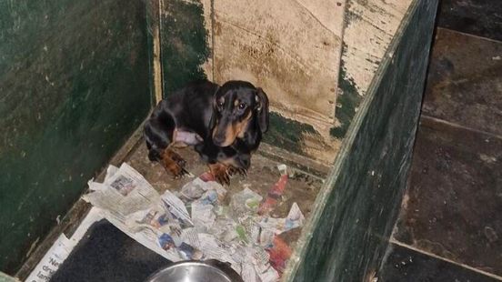 36 verwaarloosde honden weggehaald bij fokker