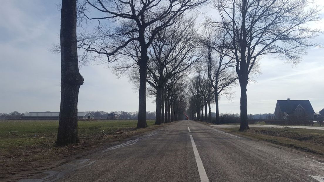 Kap van zo'n honderd bomen langs Jagtlusterallee begonnen