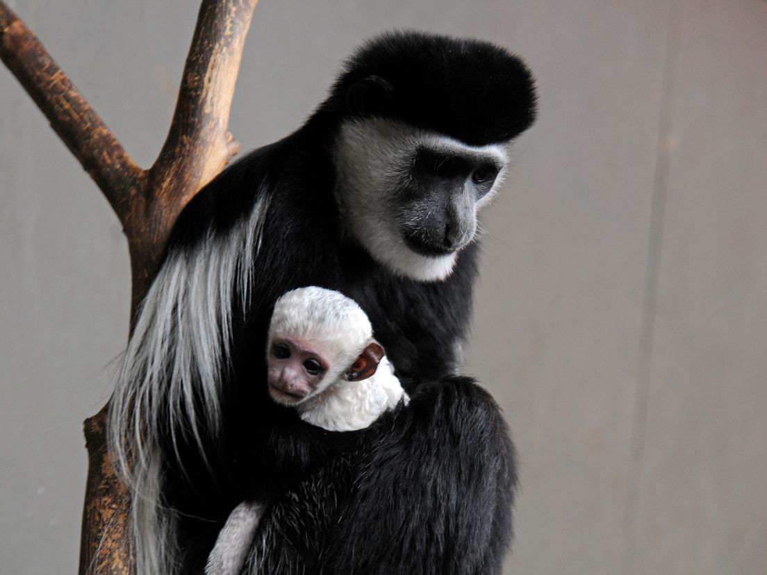 Het jonge aapje wijkt niet van moeders zijde.