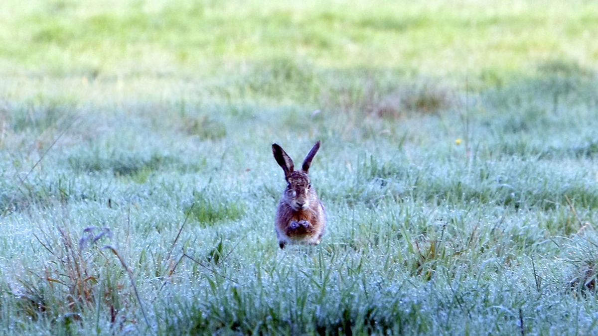 Hazenverhuizing: briljante zet of pure dierenmishandeling?