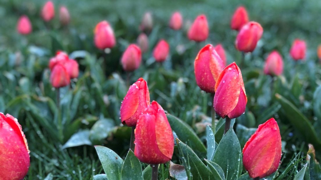 Natte Sneeuw op de tulpen in Zevenhuizen