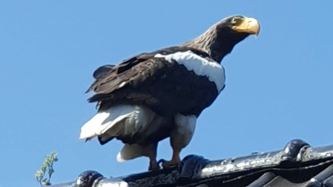 De Stellers zeearend op het dak van mevrouw Nieuwenweg in Valthermond