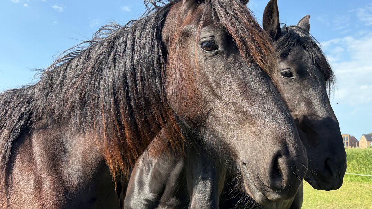 Tientallen nieuwe meldingen bij meldpunt over gezondheidsproblemen bij Friese paarden