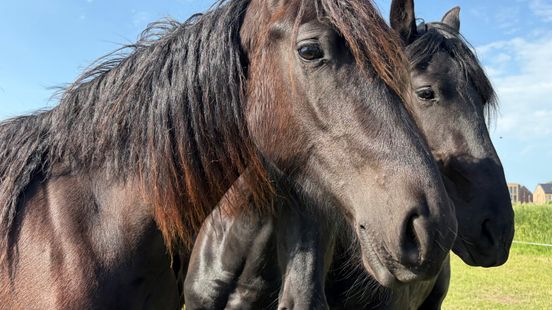Tientallen nieuwe meldingen bij meldpunt over gezondheidsproblemen bij Friese paarden Nieuws