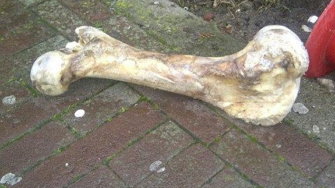 Enorm bot gevonden in Winterswijk