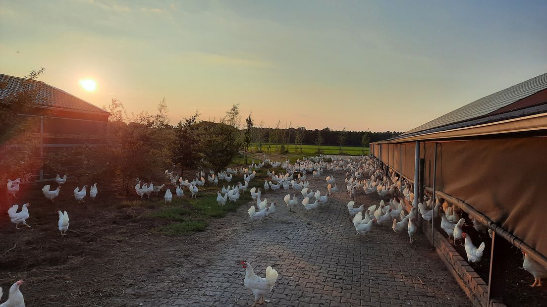 Proef met vaccinatie tegen vogelgriepvirus
