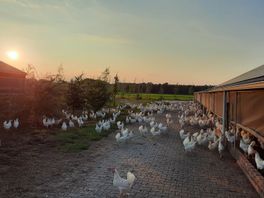 Vogelgriep frustreert pluimveehouders in onze regio