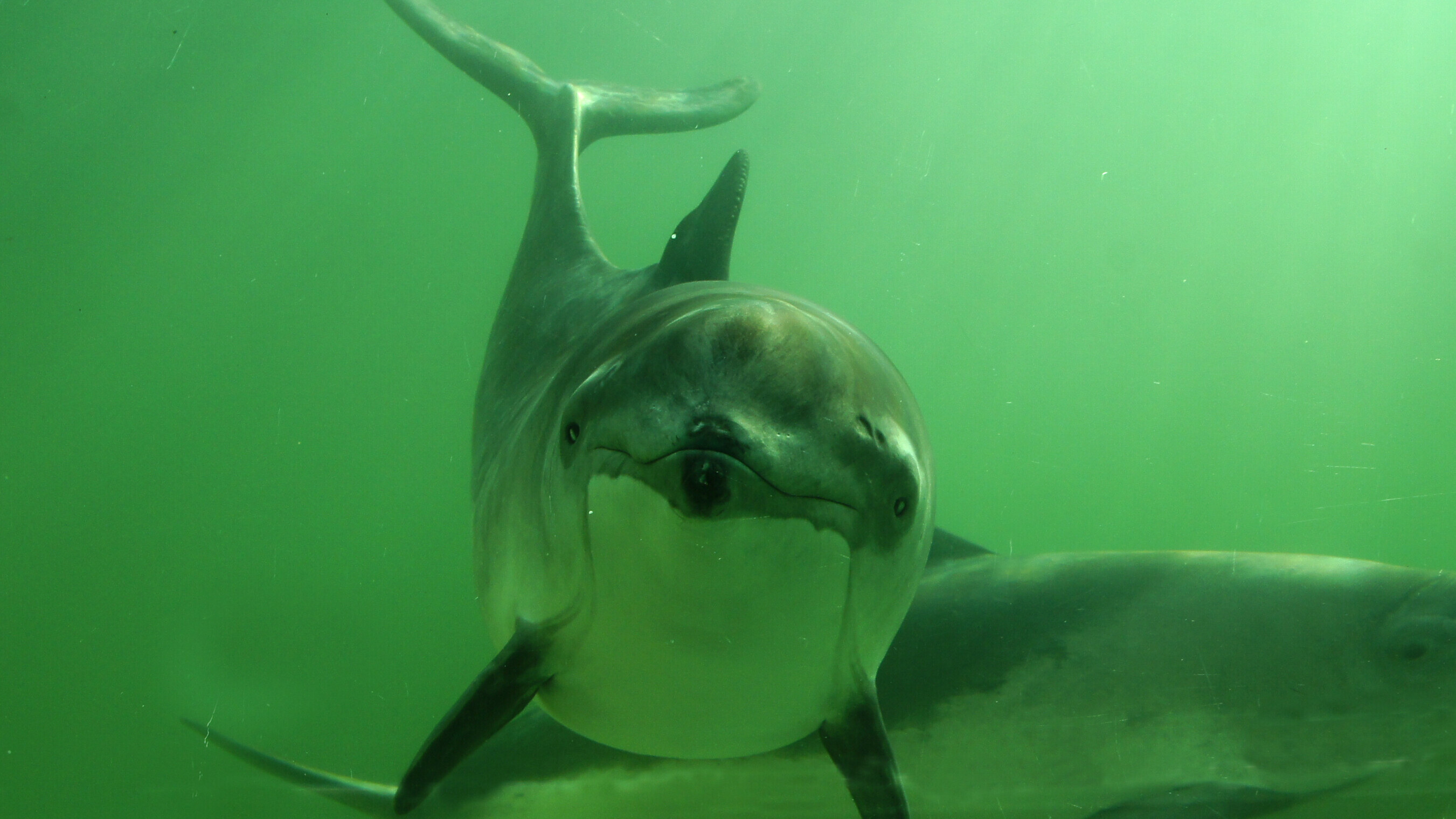 Dit is wêrom't der no folle mear brúnfisken sjoen wurde by Flylân as in jier lyn