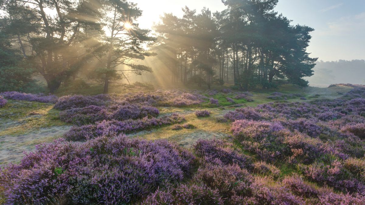 Bomen moeten wijken voor terugkeer heide in Vijftig Bunder bij Midlaren