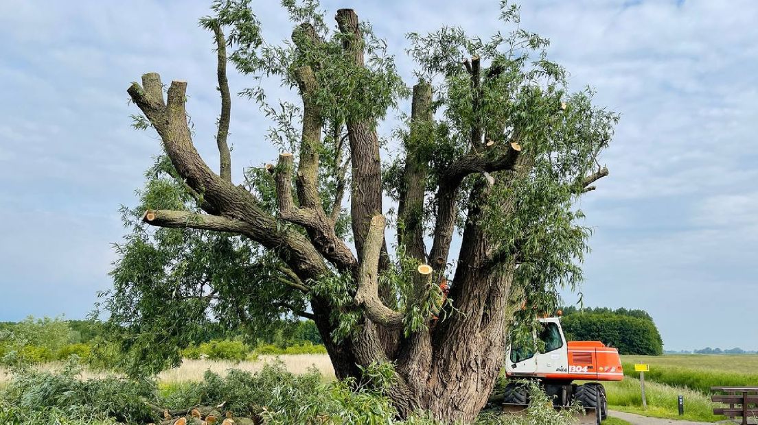 Tijdens de reddingsoperatie moest de boom flink worden bijgesnoeid