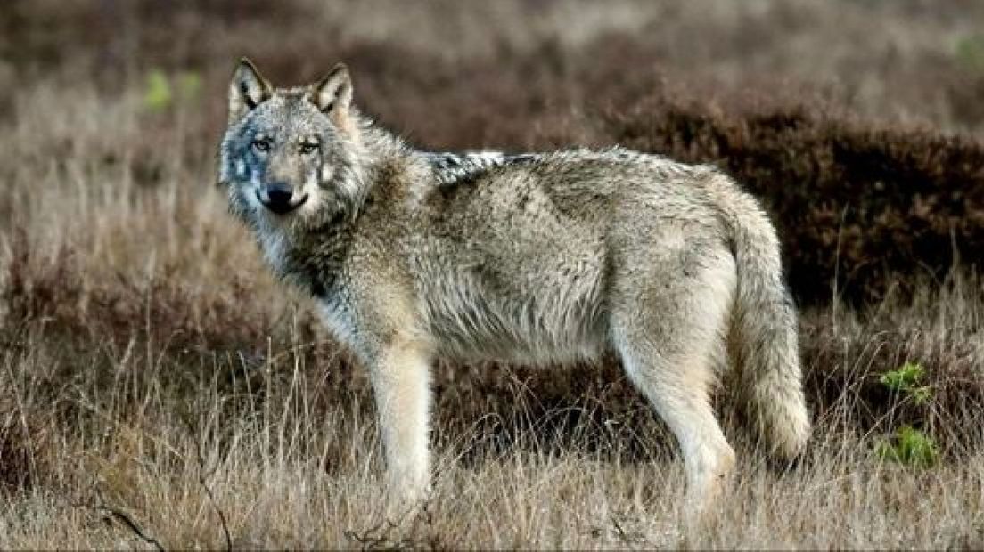 Een wolf in de Gelderse natuur.