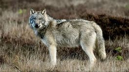 Agressieve wolf schieten of niet? Wolvendebat staat op scherp