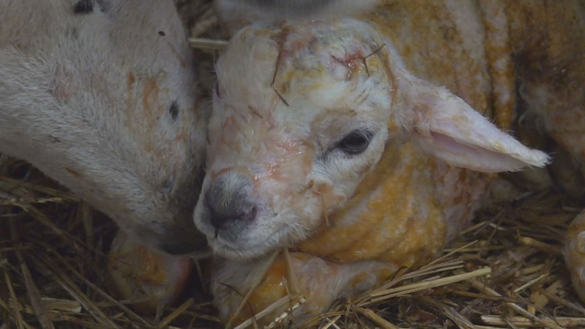 Duizenden lammetjes worden de komende tijd geboren in Hantemerútbuorren