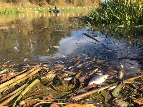In de Berkel zijn deze week duizenden dode vissen aangetroffen. De oorzaak is een breuk in een persleiding in Lochem, vlakbij de Berkel en het Twentekanaal, die maandagochtend is ontstaan. Daardoor is er industrieel restwater de rivier ingestroomd.