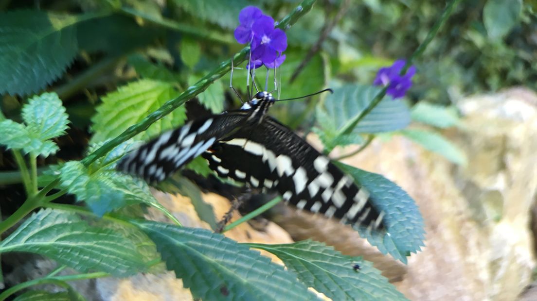 Vlinderstichting ziet meer tropische vlinders in Nederland