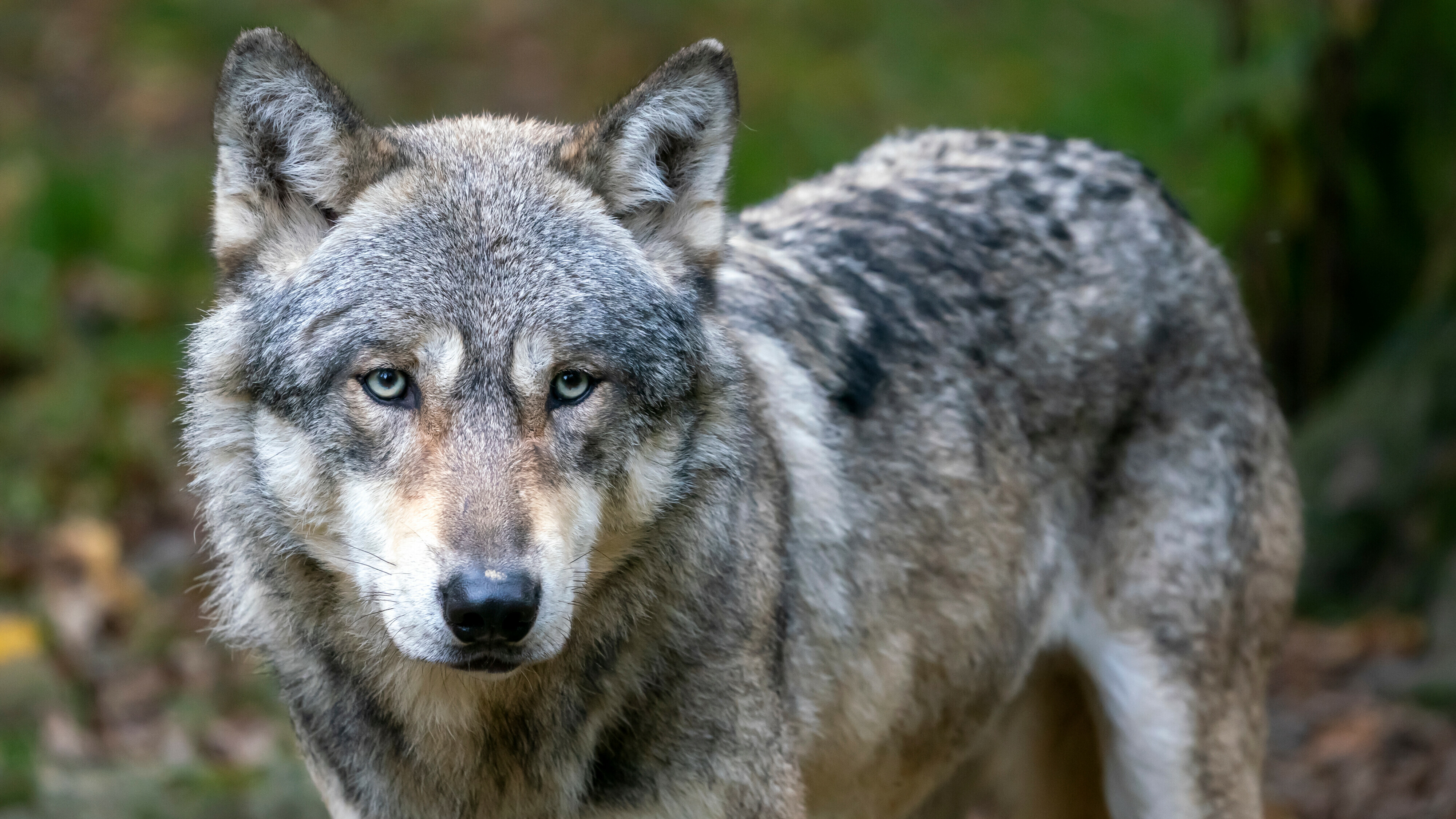 Mear wolven, likefolle keppels: sa stiet it derfoar yn Fryslân