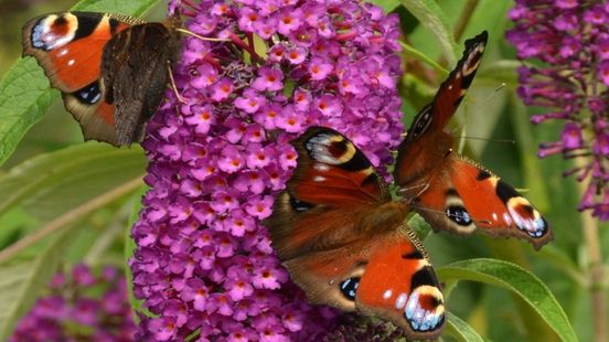 Na dit weekend weten we hoe het gaat met de vlinders