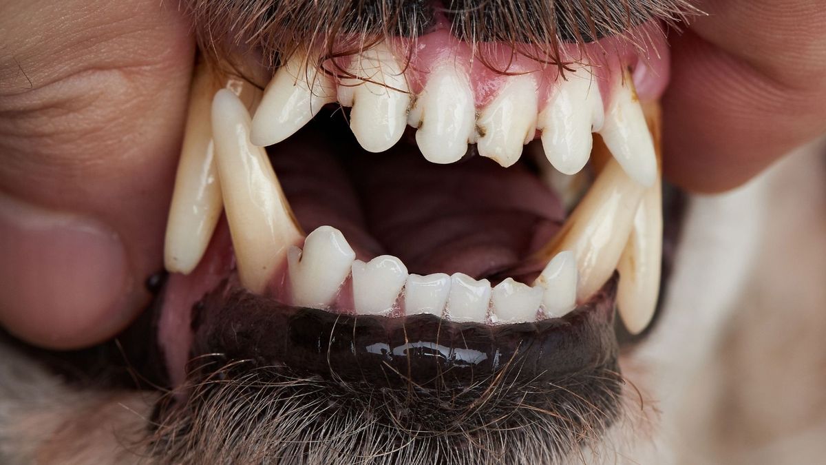 Hond ingeslapen na verwonden man in Meliskerke