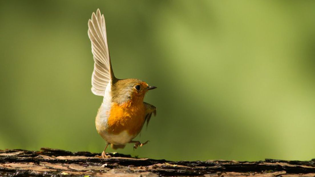 Het roodborstje voelt zich thuis in de tuin. In meer dan 80 procent van onze tuinen werd het kleine vogeltje met rode borst de afgelopen 15 jaar genoteerd tijdens de Nationale Tuinvogeltelling, blijkt uit cijfers van de Vogelbescherming. Toch vind je de roodborst vaker niet dan wel terug in de top 10 van meest getelde tuinvogels. En dat heeft een goede reden.