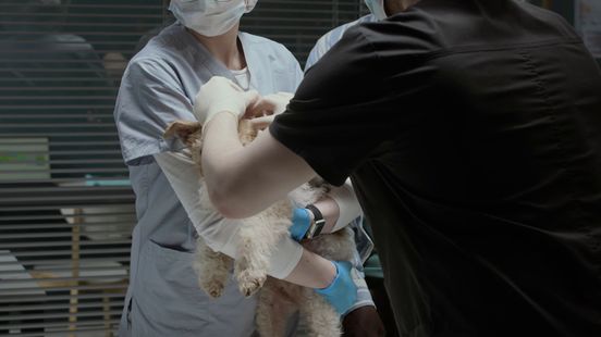 Hond of kat ziek en je vertrouwt het niet? Dit kun je doen