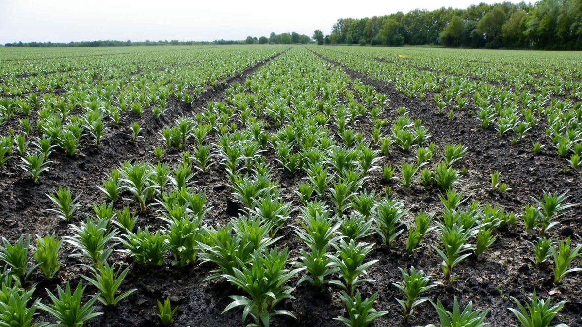 Uitbreiding lelieteelt Hof van Twente in pauzestand: 'Eerst duidelijke regels'