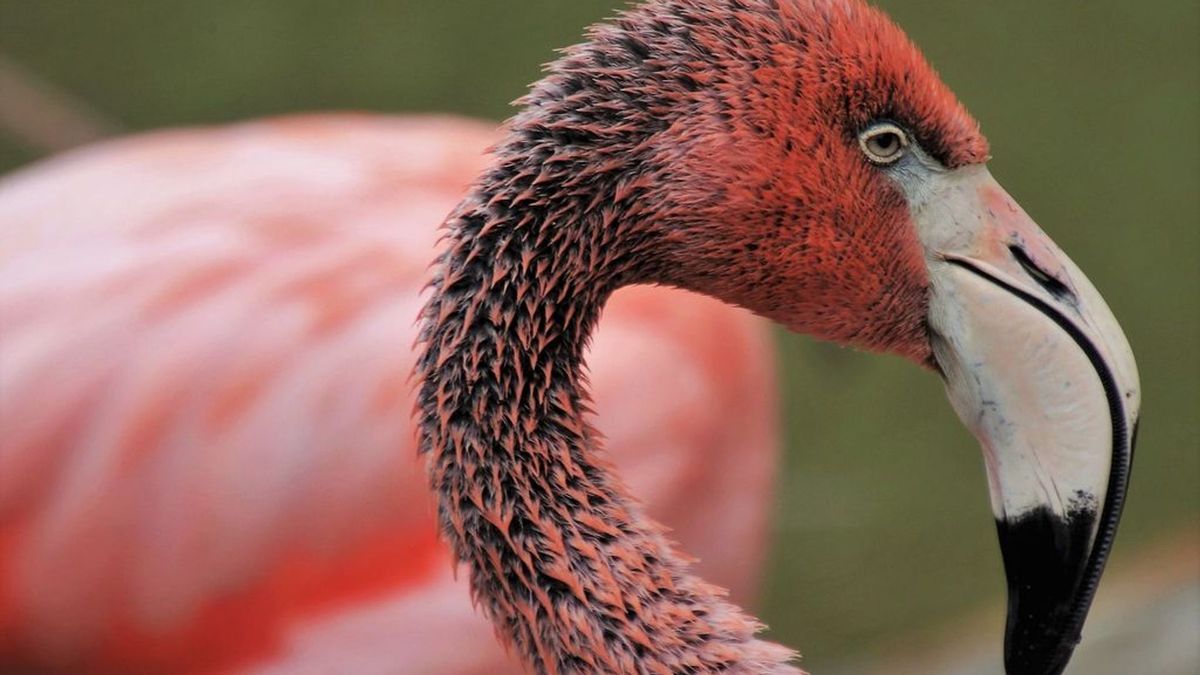 Grote inval bij dierenverhuur in Appeltern die al jaren in opspraak is