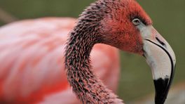 Grote inval bij dierenverhuur in Appeltern die al jaren in opspraak is